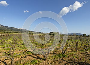 Vineyards a country road on the Greek island of Evia in Greece