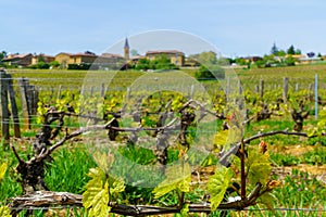 Vineyards and countryside in Beaujolais, with the village Moire