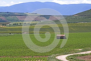 Vineyards in the countryside of La Rioja, Spain