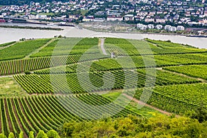 Vineyards cover the hillsides in Rudesheim, Germany photo