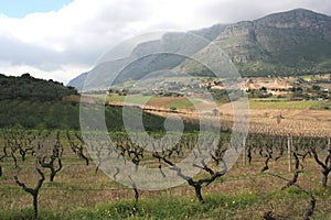 Vineyards cultivation & Mount. Sicily photo
