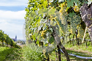 vineyards on the Czech-Austrian border near the village of Hnanice