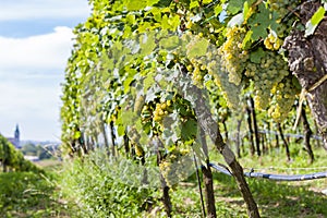 vineyards on the Czech-Austrian border near the village of Hnanice