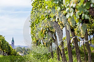 vineyards on the Czech-Austrian border near the village of Hnanice