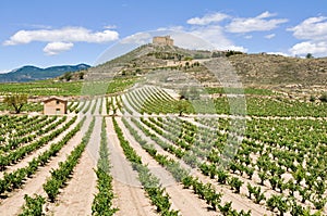 Vineyards and Davalillo castle, La Rioja (Spain) photo