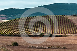 Vineyards with Demanda mountain range as background, La Rioja, Spain photo