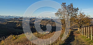 Vineyards at Diano d`Alba in Piedmont