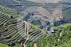 Vineyards, douro Portugal