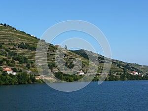 Vineyards by douro river port wine
