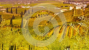 Vineyards in the Douro river valley between Peso de Regua and Pinhao, Portugal