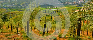 Vineyards in the Douro river valley between Peso de Regua and Pinhao, Portugal