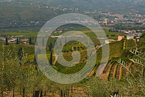 Vineyards in the Douro river valley between Peso de Regua and Pinhao, Portugal