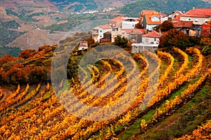 Vineyards in Douro river valley in Portugal