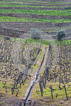 Vineyards in Douro valley
