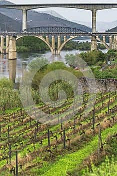 Vineyards in Douro valley