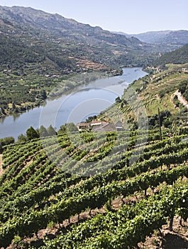 Vigneti da la Valle 