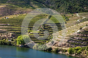 Vineyards of the Douro valley in Portugal