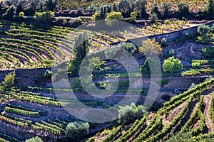 Vineyards of the Douro valley in Portugal