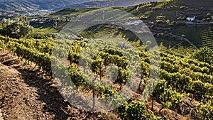 Vineyards of the Douro valley in Portugal