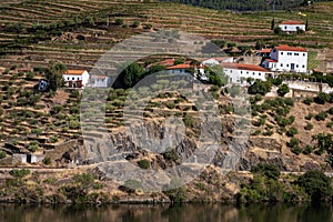 Vineyards of the Douro valley in Portugal