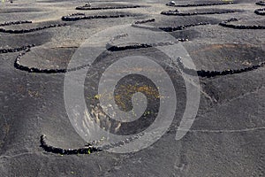 Vineyards dug in holes in the ground with a protective wall against the wind at Lansarote Island. Canary Islands.