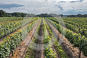 Vineyards in Dworzno village, Poland