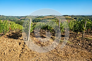 Vineyards in early morning