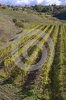 vineyards, Eko Hnizdo, Czech Republic