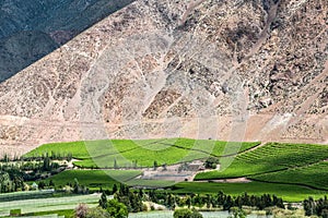 Vineyards of Elqui Valley, Andes, Chile