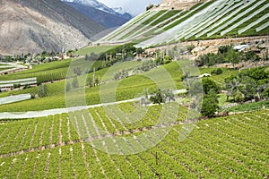 Vineyards of the Elqui Valley, Andes part of Atacama