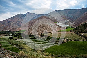 Vineyards of the Elqui Valley, Andes part of Atacama photo