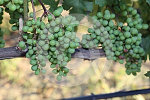 Vineyards in Europe! Vineyard close up billboard