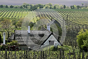 Vineyards and Farmhouse at Lake Balaton photo