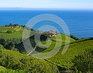Vineyards and farms for the production of white wine