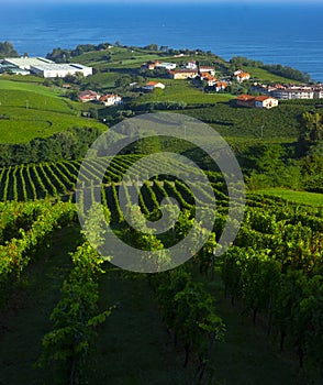 Vineyards and farms for the production of white wine with the sea in the background.