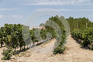 Vineyards in the field