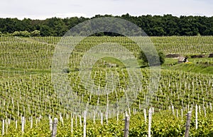 Vineyards field