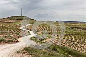 Vineyards fields in La Rioja