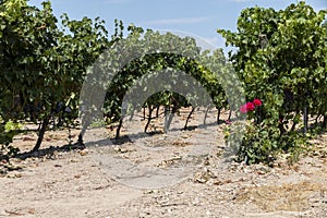 Vineyards in the fields of Roa de Duero, Spain