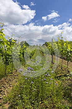 Vineyards with flovers near Cejkovice, Southern Moravia, Czech Republic