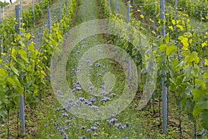 Vineyards with flovers near Cejkovice, Southern Moravia, Czech Republic