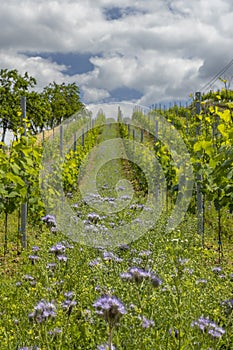 Vineyards with flovers near Cejkovice, Southern Moravia, Czech Republic