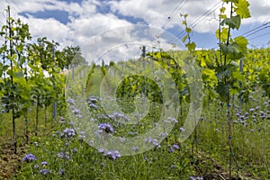 Vineyards with flovers near Cejkovice, Southern Moravia, Czech Republic