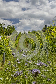 Vineyards with flovers near Cejkovice, Southern Moravia, Czech Republic