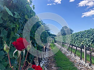 Vineyards and flowers in wonderful wineries