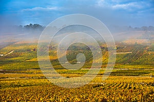 Vineyards in the foggy autumn morning, Burgundy, France