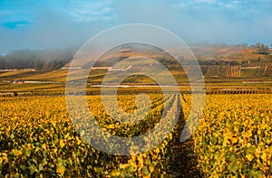 Vineyards in the foggy autumn morning, Burgundy, France