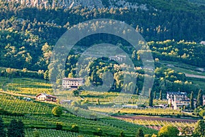 Vineyards at the foot of the mountain in Trento, Trentino-Alto Adige