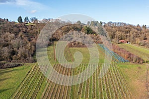 Vineyards and forest in the Rheingau from above in spring