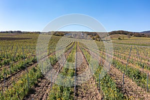 Vineyards and forest in the Rheingau from above in spring